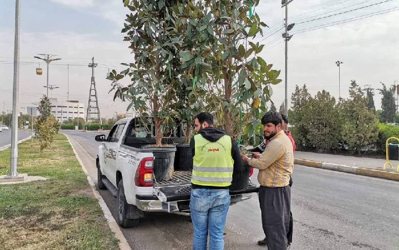 Preparation of pits and planting of (Magnolia tree) in the median of ...