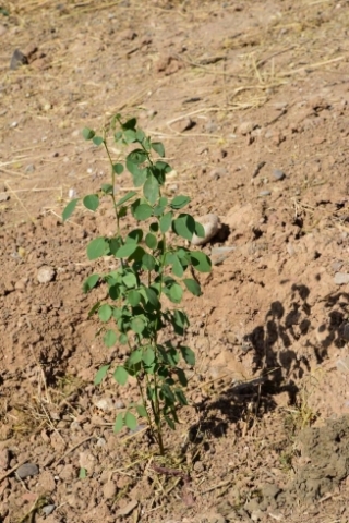 سێ سەد دار لە گەڕەکی سەربەستی (32 پاڕک) چاندرا