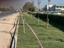 شەقامی هەولێر - پیرمام، چاندنى 2000 مەتر فریز