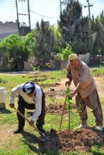 هەولێر ... چاندنی لە 800 نەمام