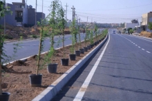 چاندنی 16 هەزار نەمام