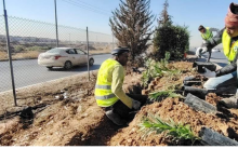 چاندنی هەزار دار، لە دوورگەى ناوەندى شەقامە 120 مەترى