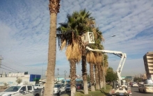 Arrangement and beautification of trees on 60 meters street